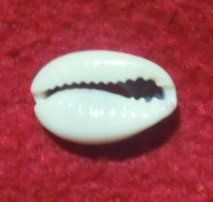 Cowrie